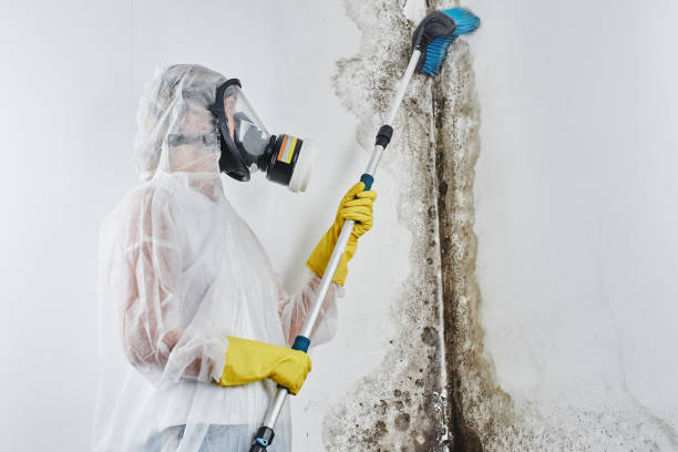 Professional Mold Removal & Remediation in Flint Hill, MO